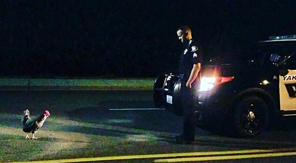 Chicken Gets Into Intense Standoff With Police Officer