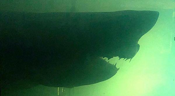 16.5-Foot Great White Shark Found Preserved In Abandoned Wildlife Park