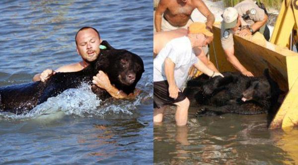 Man Saves 375-Pound Black Bear From Drowning