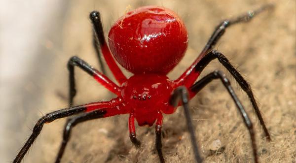 New “Strawberry Spider” Discovered That Looks Like A Strawberry