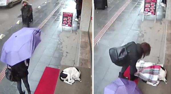 Security Camera Shows Woman Giving Her Scarf To Shivering Stray Dog