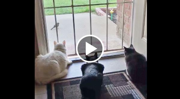 Three Cats Watching A Bird Get The Unexpected Scare Of Their Lives