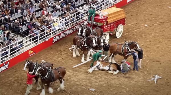 Budweiser Clydesdales Cause Scare At San Antonio Rodeo