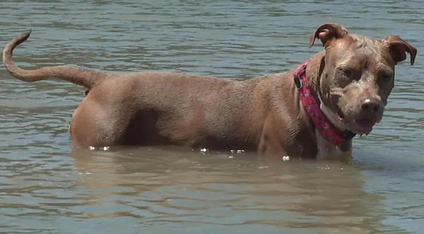 Dog Swims Several Miles Home After Falling Off Shrimp Boat