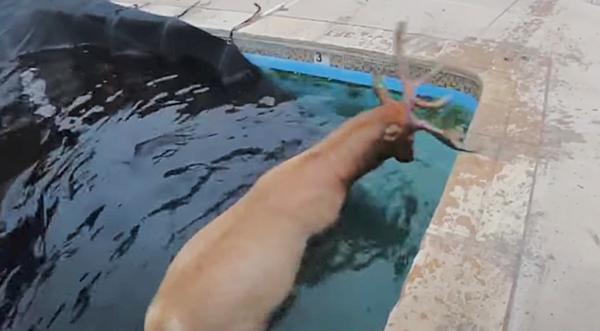 Elk Trapped In Swimming Pool Gets Saved By 2 Officers