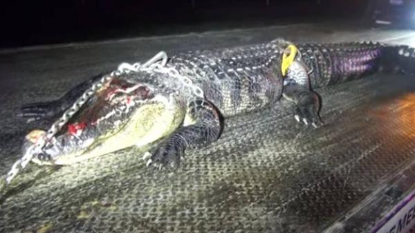 SUV Hits 10-Foot Alligator In Texas