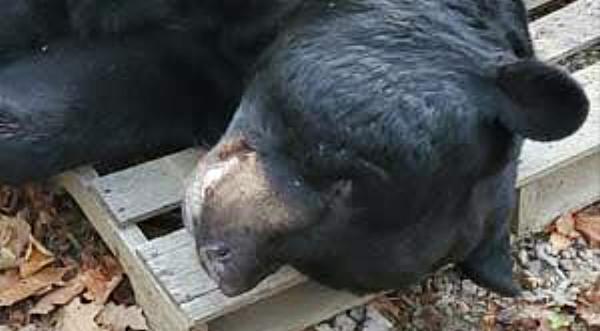 Man Kills 700 Lb Black Bear With Bow, Sets New World Record