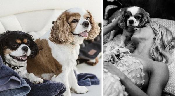 Julianne Hough's 2 Dogs Found Dead On Same Day - Details Scarce 