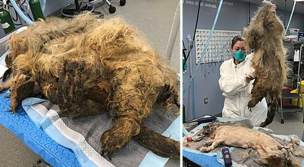 Vet Removes 9-Pounds Of Matted Fur From 11-Pound Neglected Dog