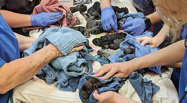Dog Gives Birth To 21 Puppies – Breaks Australian Record