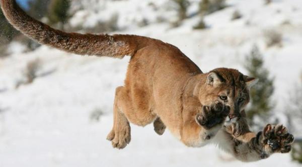 Colorado Man Fights Off Mountain Lion Like A Badass