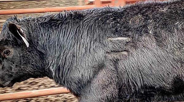 262 Cattle Stolen From Texas Rancher – $11,000 Reward For Information