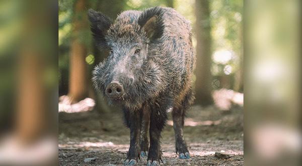 Couple Divorcing After Disagreement Over Wild Boars