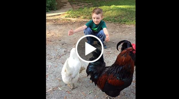 You'll Never Believe What Happens When A Little Boy Tries To Hug His Pet Chicken