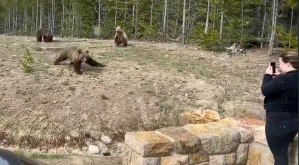 Tourist Learns Hard Way Why You Don’t Get Too Close To Bears