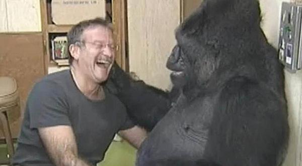 Robin Williams Once Made Depressed Gorilla Laugh After Mourning For 6 Months