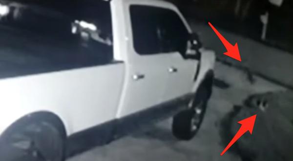 Coyote Snatches 14-Year-Old Dog Going Potty In Front Lawn