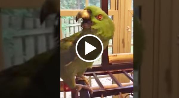 You'll Be In Tears Over This Parrot Hysterically Singing 'Margaritaville'