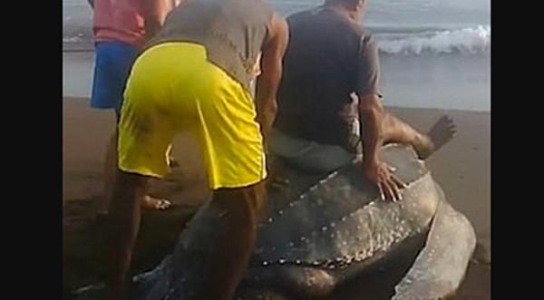 People Torture Sea Turtle By Riding On Her Back After She Laid Eggs