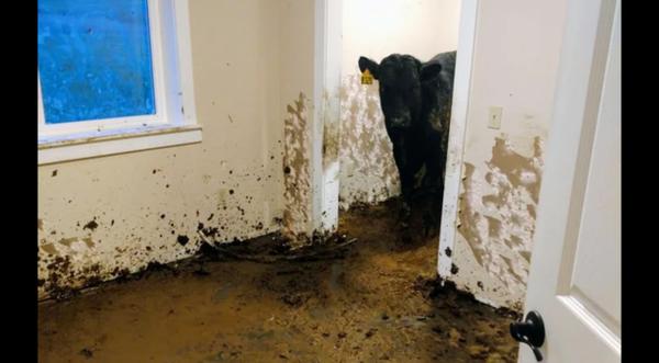 House Destroyed After Cows Break In & Poop Everywhere