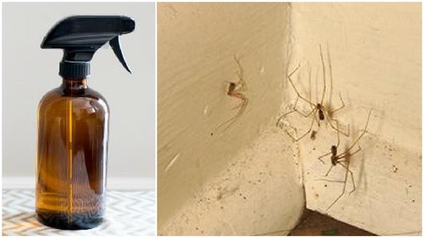 How To Use A Common Headache Treatment To Get Rid Of Spiders