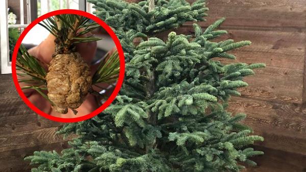 Walnut-Sized Lumps In Christmas Trees Could Contain Hundreds Of Unwanted Critters