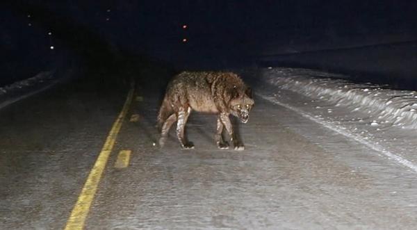 "Hound From Hell": Wolf Spotted In Yellowstone National Park