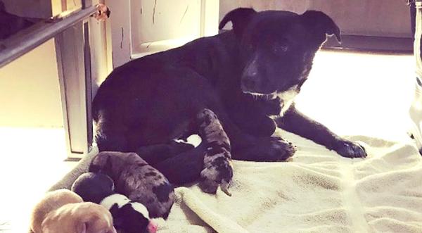 Miranda Lambert Rescues Mama Dog & Newborn Puppies From Houston