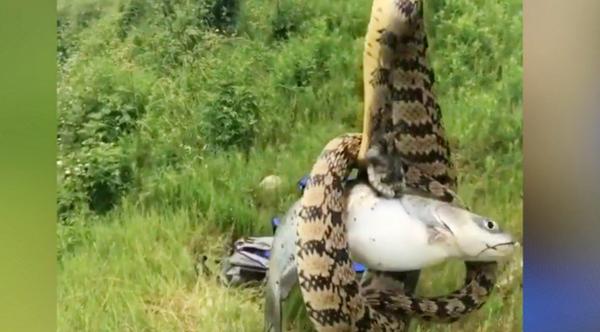 Texas Man Reels In Fish With Snake Attached