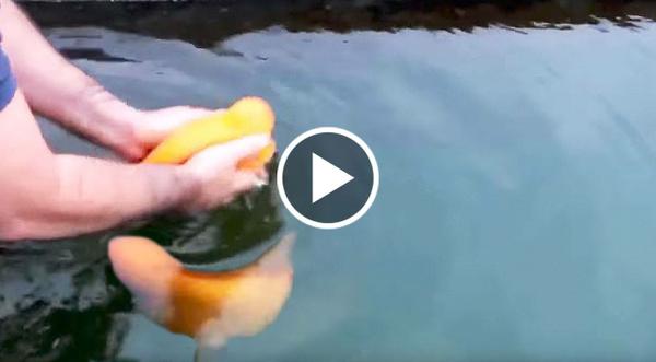 Viewers Blown Away As Dog-Like Fish Loves To Be Pet & Thrown Into Water