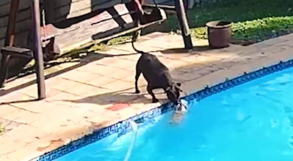 Pup Saves Elderly Dog From Drowning