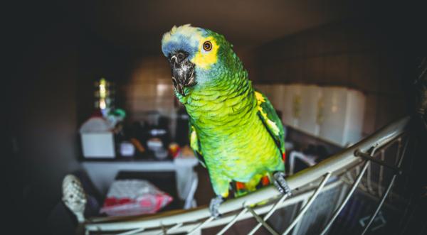 Neighbor Calls Police To Rescue Woman Screaming "Let Me Out" - Turns Out, It Was A Parrot