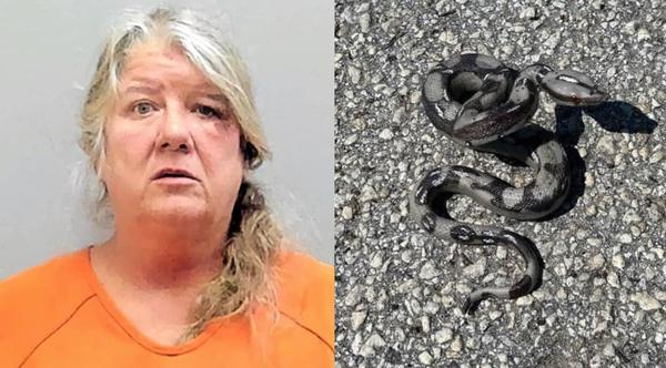 Reckless Driver Throws “Snake” At Cop During Police Chase