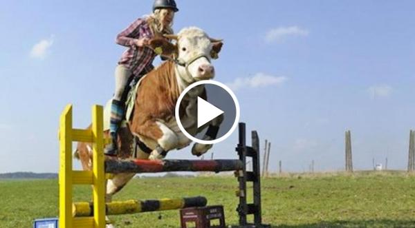 15-Year-Old Farm Girl Taught The Family Cow To Jump Like A Horse (You've Gotta See This!)