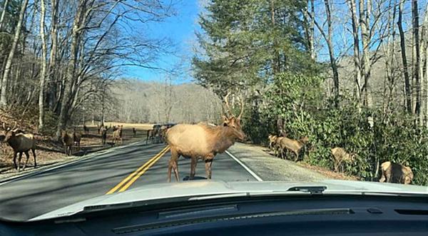 Herd Of Elk Cross Road In The Smoky Mountains, Tennessee