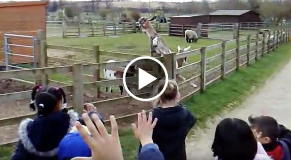Goat Hysterically Waving Back At Children Will Have You Laughing All Day