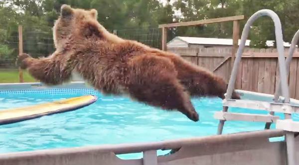 Have You Seen This Belly-Flopping Bear? He's Hysterical