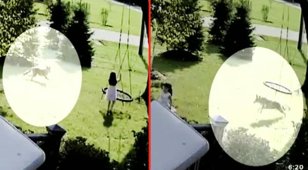 Coyote Chases 5-Year-Old Girl Playing In Front Yard, Mom Says She Was Unharmed