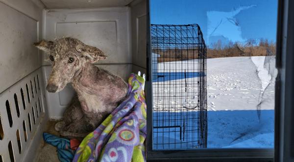 Dog Or Coyote? Unknown Animal Escapes Rescue Center