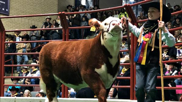 12-Year-Old's Grand Champion Steer Sells For Record-Breaking $300K