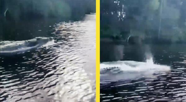 14-Foot “Angry” Croc Swims Alongside Boat Like A Dolphin