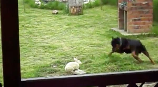 Rottweiler Finds Bunny In Backyard And Does The Unexpected