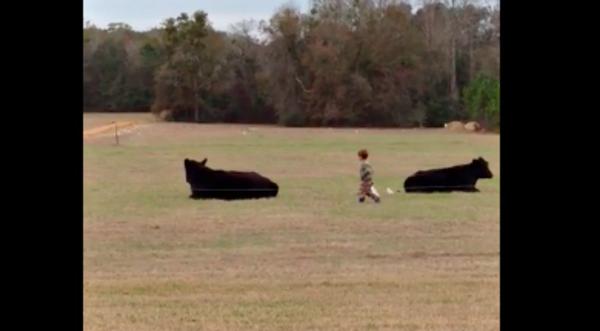 Dad Bets 4-Year Old Son $20 To Jump On Steer's Back & Ride It