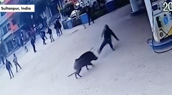 Wild Hog Attacks People At Gas Station