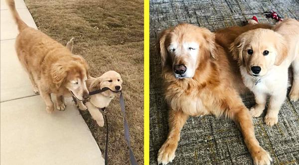 11-Year-Old Blind Dog Gets “Seeing Eye Puppy” To Help Him In Final Years
