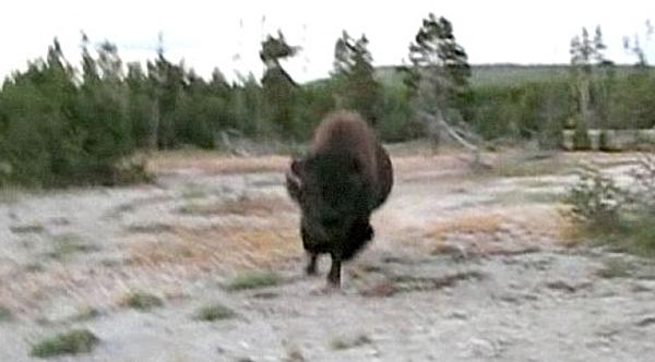 Bison Attacks Woman After Someone Throws A Stick At It