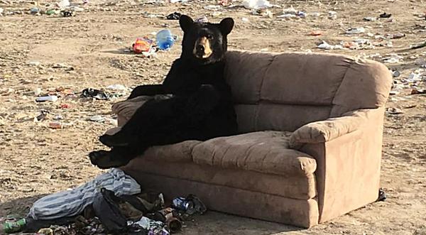 Bear Spotted With Legs Crossed & Arm Over Couch Relaxing At Garbage Dump