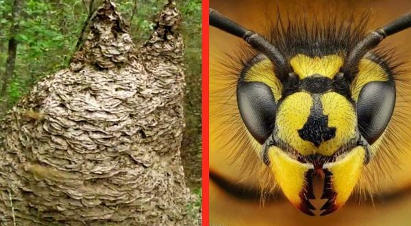 Wasp Nests Are Becoming The Size Of Cars In Alabama