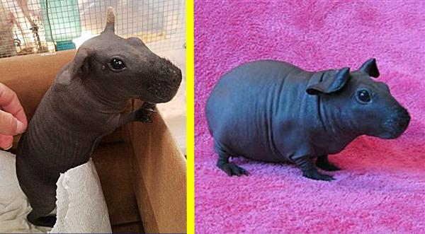 “Tiny House Hippos” Are Like Guinea Pigs, But Hairless