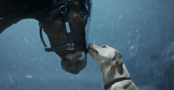 Budweiser Brings Back Iconic Clydesdales For New Super Bowl Ad